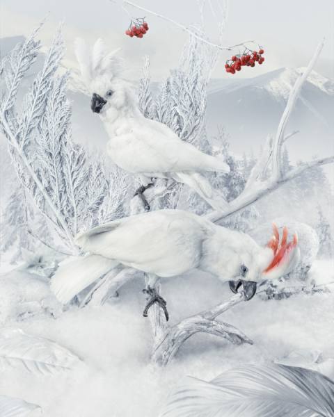 Photograph Kristian Aorta Marco Aorta White Birds on One Eyeland